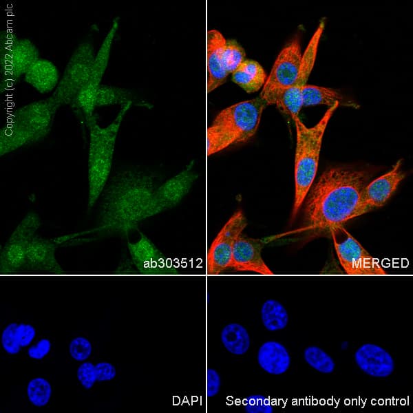 Anti-GMFB antibody [EPR25849-25] - BSA and Azide free(AB303513)