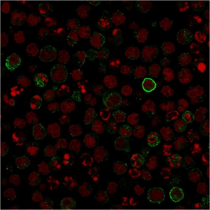 Anti-CD86 antibody [C86/1146](AB220188)