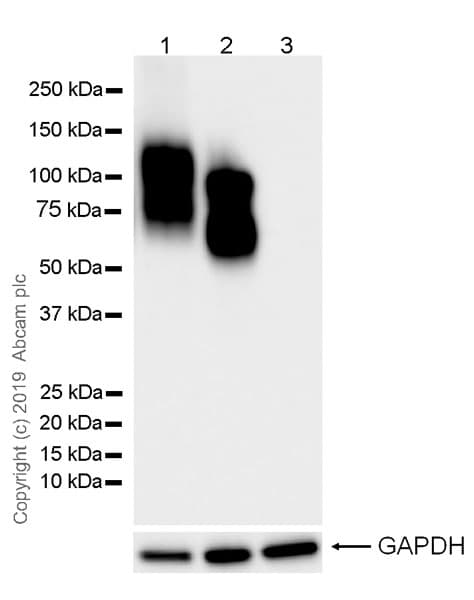 Anti-CD19 antibody [EPR23174-145](AB245235)