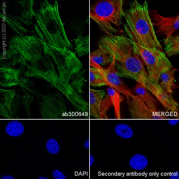 Donkey Anti-Goat IgG H&L (Alexa Fluor® 488)(AB150129)