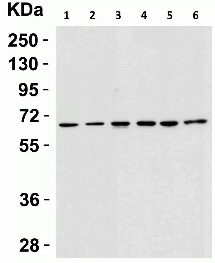 Anti-AIF antibody - Mitochondrial Marker(AB1998)