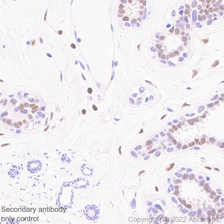 Kdm4b Jmjd2b Antibody Epr25240 41 Bsa And Azide Free Ab305057  Immunohistochemistry Img405091
