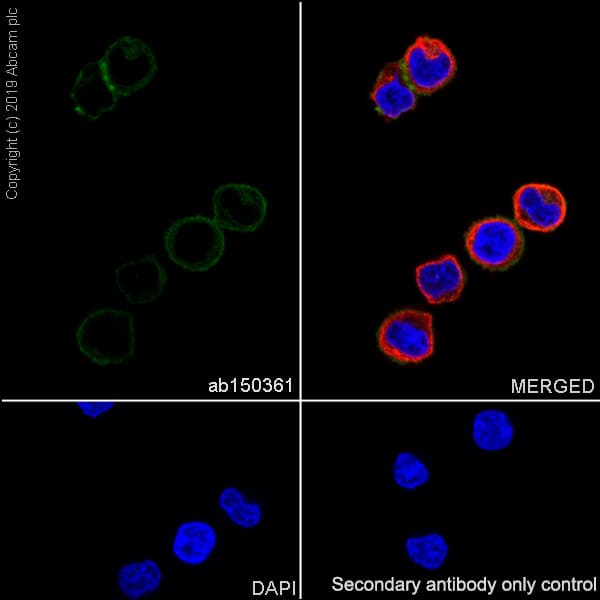 Anti-Integrin alpha 5 antibody [EPR7854] - Low endotoxin, Azide free(AB221606)