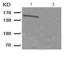 Met C Met Phospho Y1003 Antibody Ab193270  Western Blot Img125430