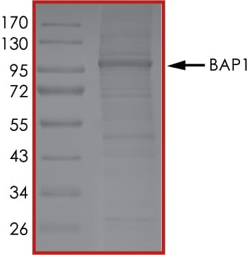 Recombinant human BAP1 protein (Active)(ab268359)