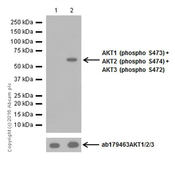 Akt1 Ps473 Akt2 Ps474 Akt3 Ps472 Antibody Epr18853 Ab192623  Western Blot Img19114
