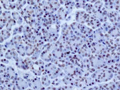 Anti-NELF-B antibody [EPR11200] - BSA and Azide free(AB232061)