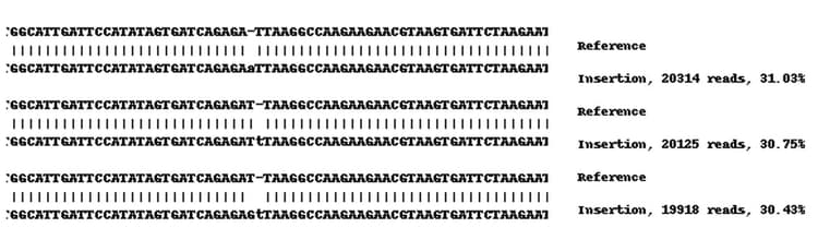Human Tmem106b Knockout A549 Cell Line Ab273711  Next Generation Sequencing Img185046