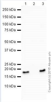 Anti-Histone H3 (tri methyl K27) antibody [EPR18607] - ChIP Grade(AB192985)