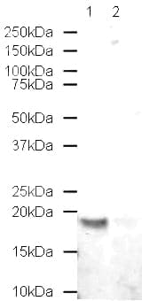 Anti-Histone H2B antibody - ChIP Grade(AB1790)