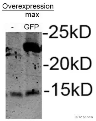 Gfp Antibody Ab13970 Western Blot Img138785