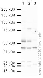 Anti-Kappa Opioid Receptor antibody(AB113533)