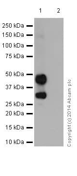 Anti-PAX6 antibody [EPR15858](AB195045)