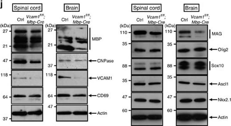 Anti-SOX10 antibody [EPR4007](AB155279)