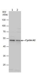 Anti-Cyclin A2 antibody(AB137769)