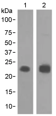 Anti-MUC1 antibody [EPR1023](AB109185)