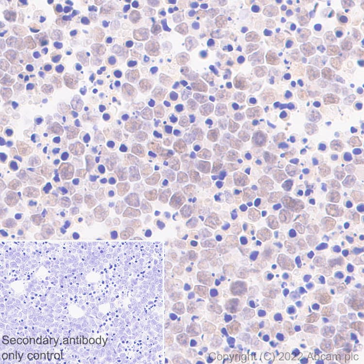 Anti-SUZ12 antibody [EPR26230-82] - BSA and Azide free(AB307892)