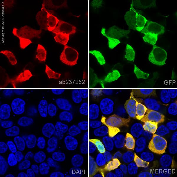 Alexa Fluor® 647 Anti-Firefly Luciferase antibody [EPR17789](AB237252)