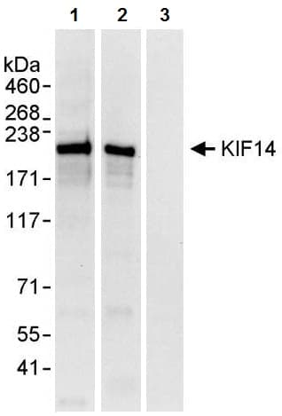 Anti-KIF14 antibody(AB3747)