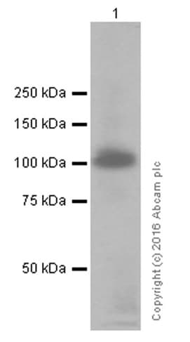 Anti-CD276 antibody [EPNCIR122](AB134161)