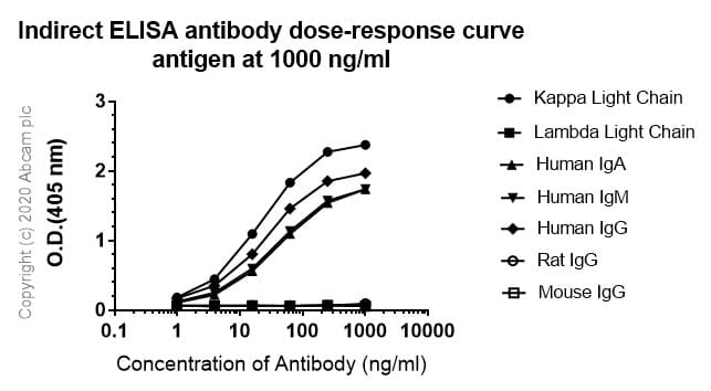 Anti-Kappa light chain antibody [EPR5367-8] - BSA and Azide free(AB232152)