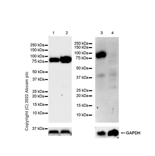Anti-CD36 antibody [EPR22509-40](ab252922)