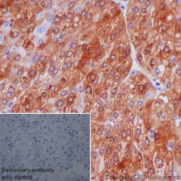 Gda Antibody Epr18751 Ab210606  Immunohistochemistry Formalin Pfa Fixed Paraffin Embedded Sections Img121761