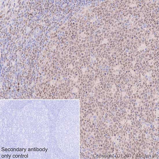 Anti-IRF8 antibody [EPR20441] - BSA and Azide free(AB251475)