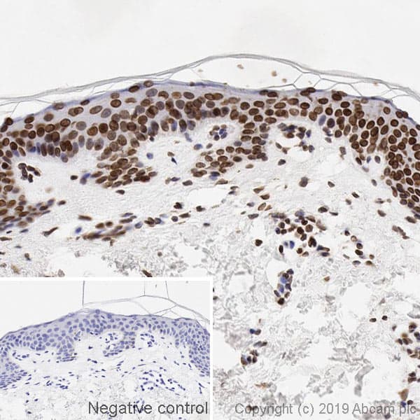 Nuclear Marker (Lamin A + C, SC35, KDM1/LSD1, Fibrillarin, HP1 alpha) Antibody Sampler Panel(AB263467)
