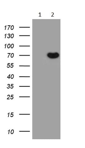 Anti-Pea3 antibody [OTI5C11](AB236503)
