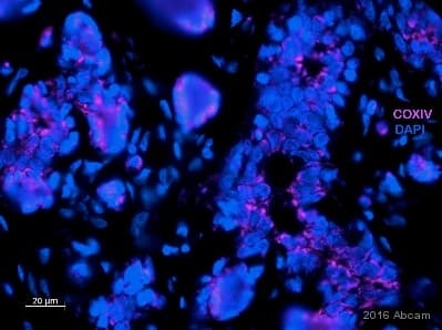 Anti-COX IV antibody - Mitochondrial Loading Control(AB16056)