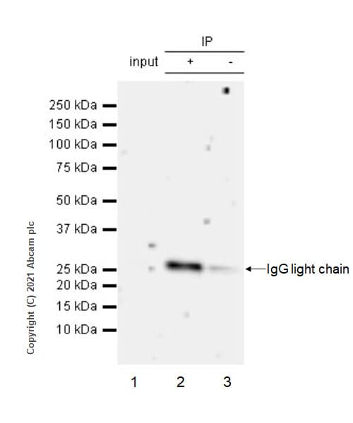 Socs3 Antibody Epr24090 74 Ab280884  Immunoprecipitation Img4197