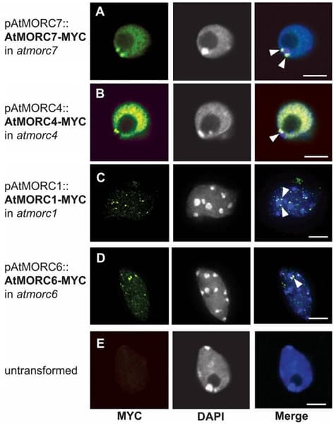 Anti-Myc tag antibody [9E10](AB32)