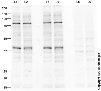 Goat Rabbit Igg H L Hrp Preadsorbed Ab97080  Western Blot Img132222