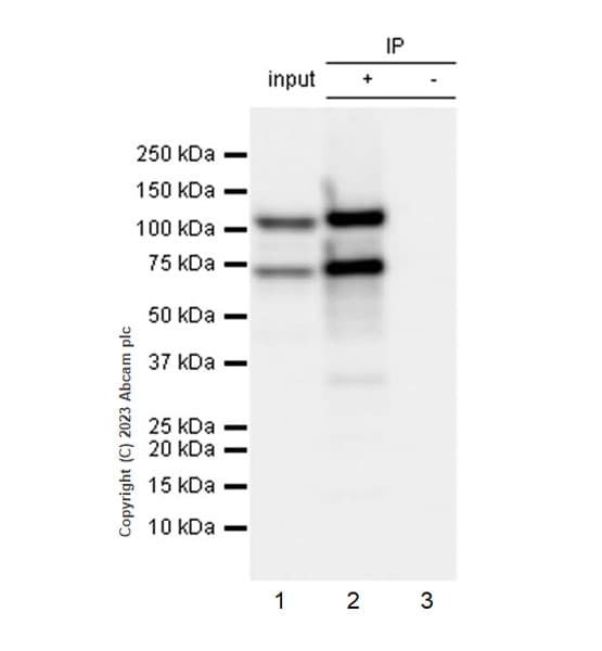 Anti-Rfx Cas13d (N-term) antibody [EPR23965-31](AB314741)