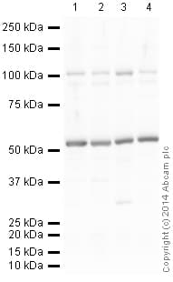 HeLa whole cell lysate(AB150035)