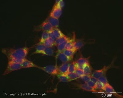Plexin A4 Antibody Ab39350  Immunocytochemistry Immunofluorescence Img118980