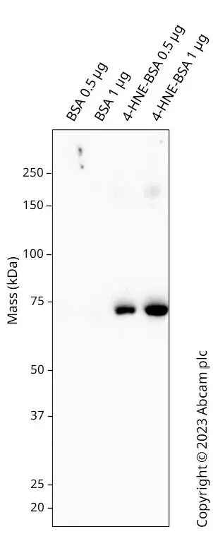 Anti-4 Hydroxynonenal antibody [HNEJ-2](AB48506)