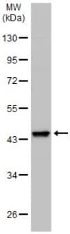 Wnt11 Antibody Ab96730  Western Blot Img160959