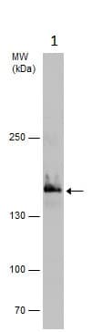 Anti-Rad50 antibody(AB228886)