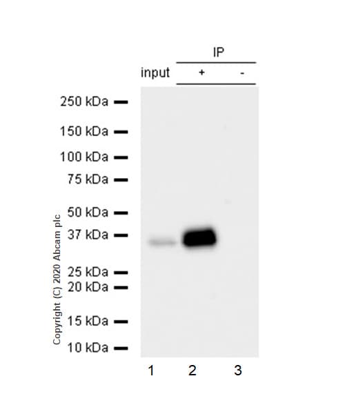 Anti-Apolipoprotein E antibody [EP1374Y](AB52607)