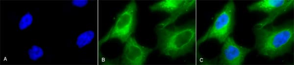 Hsp90 Antibody Ab13495  Immunocytochemistry Immunofluorescence Img164694