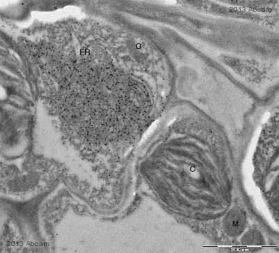 Anti-GFP antibody(AB5450)