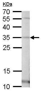Anti-Pirin/PIR antibody(AB227280)