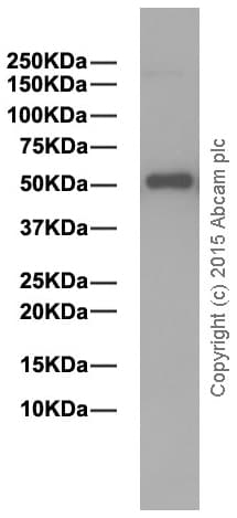 Anti-Human IgG antibody [EPR4421](AB109489)