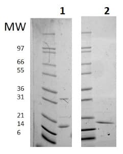 Ab256039  Sds Page Img6813