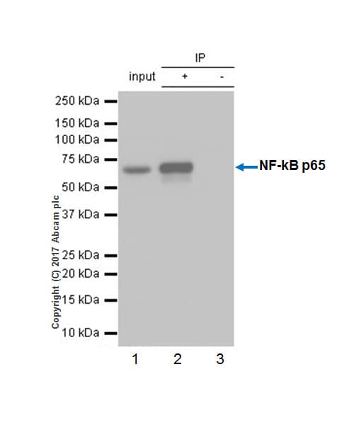 Anti-NF-kB p65 antibody [E379](AB32536)
