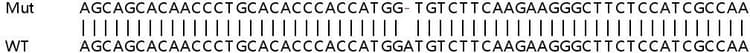 Ab257694  Sanger Sequencing Img411279