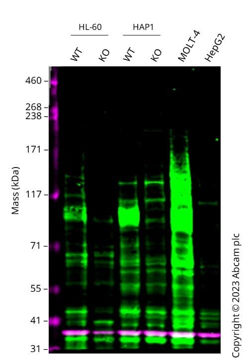 Anti-Notch1 antibody [EP1238Y](AB52627)