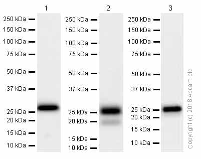 Anti-HPRT antibody [EPR5299](AB109021)
